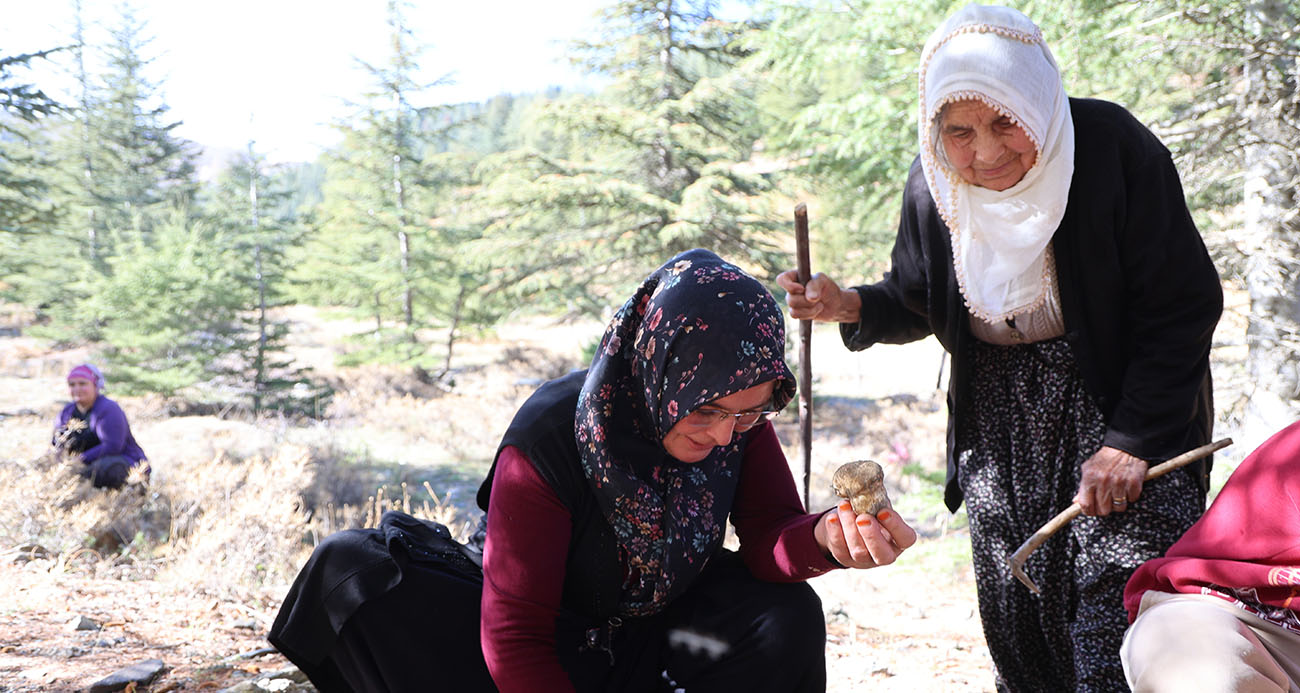 Adana Feke’de Lüks Mantar Hasadı: Sedir Mantarı Kilosu Bin TL’ye Ulaştı