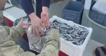 Balıkesir’de Balıkçılar Yüksek Fiyatları Protesto Etti: Ücretsiz Hamsi Dağıtımı