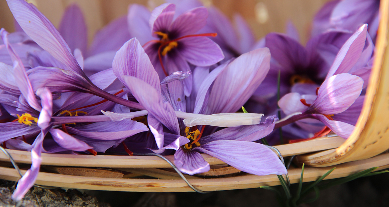 Çorum İskilip’te Kırsal Kalkınma Hamlesi: Yerel Mühendis Safran Yetiştiriciliği ile Bölgeyi Zenginleştiriyor