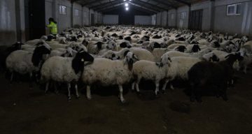 Erzincanlı Çiftçi, Yüzde 50 Devlet Hibesiyle Modern Çiftlik Kurarak Üretime Katkı Sunuyor