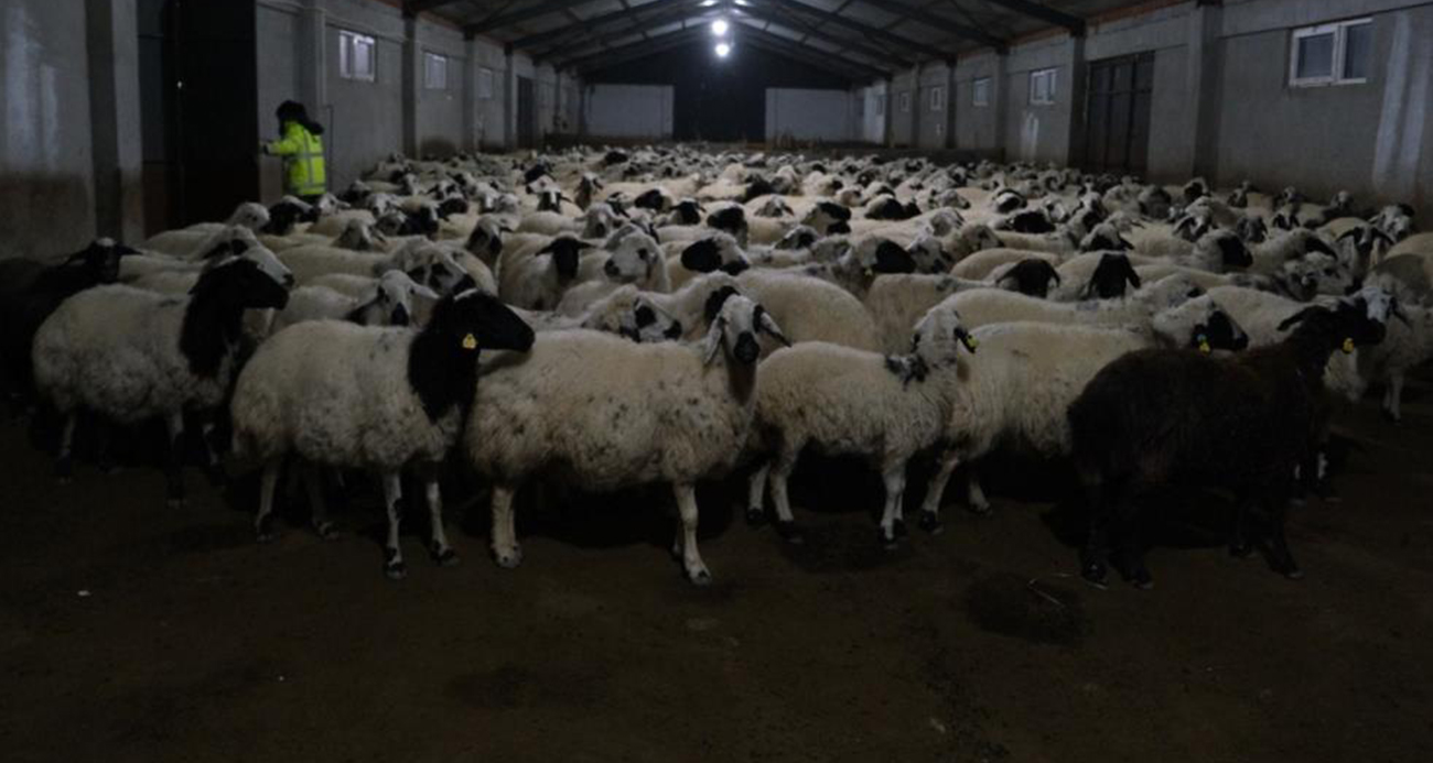 Erzincanlı Çiftçi, Yüzde 50 Devlet Hibesiyle Modern Çiftlik Kurarak Üretime Katkı Sunuyor