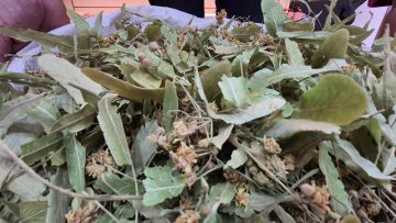 Ihlamur Fiyatlarında Büyük Düşüş: Bu Kış Tezgahlarda Bolluk Var