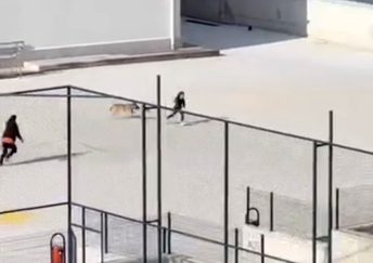 İlkokul Bahçesine Köpek Girdi, Teneffüs Saati Panikle Karıştı