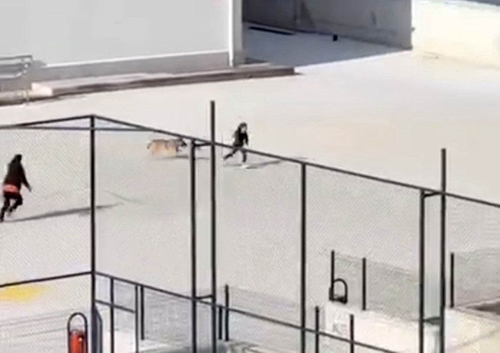 İlkokul Bahçesine Köpek Girdi, Teneffüs Saati Panikle Karıştı