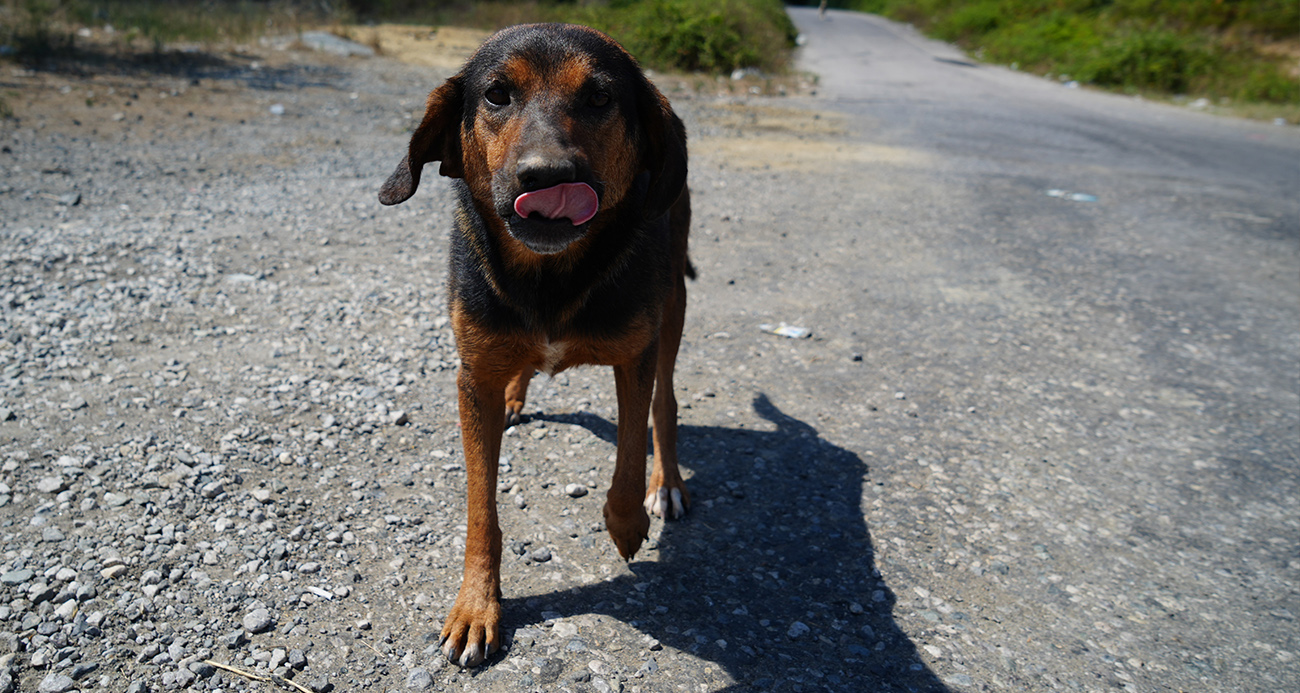 İstanbul’da Sokak Köpeklerini Besleme Yasağı Getirildi