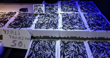 Karadeniz’de Hamsi Bereketi: Balıkçılar ve Tüketiciler Mutlu