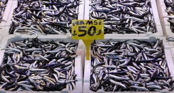 Karadeniz’de Hamsi Bereketi: Son 35 Yılın Rekoru Kırıldı