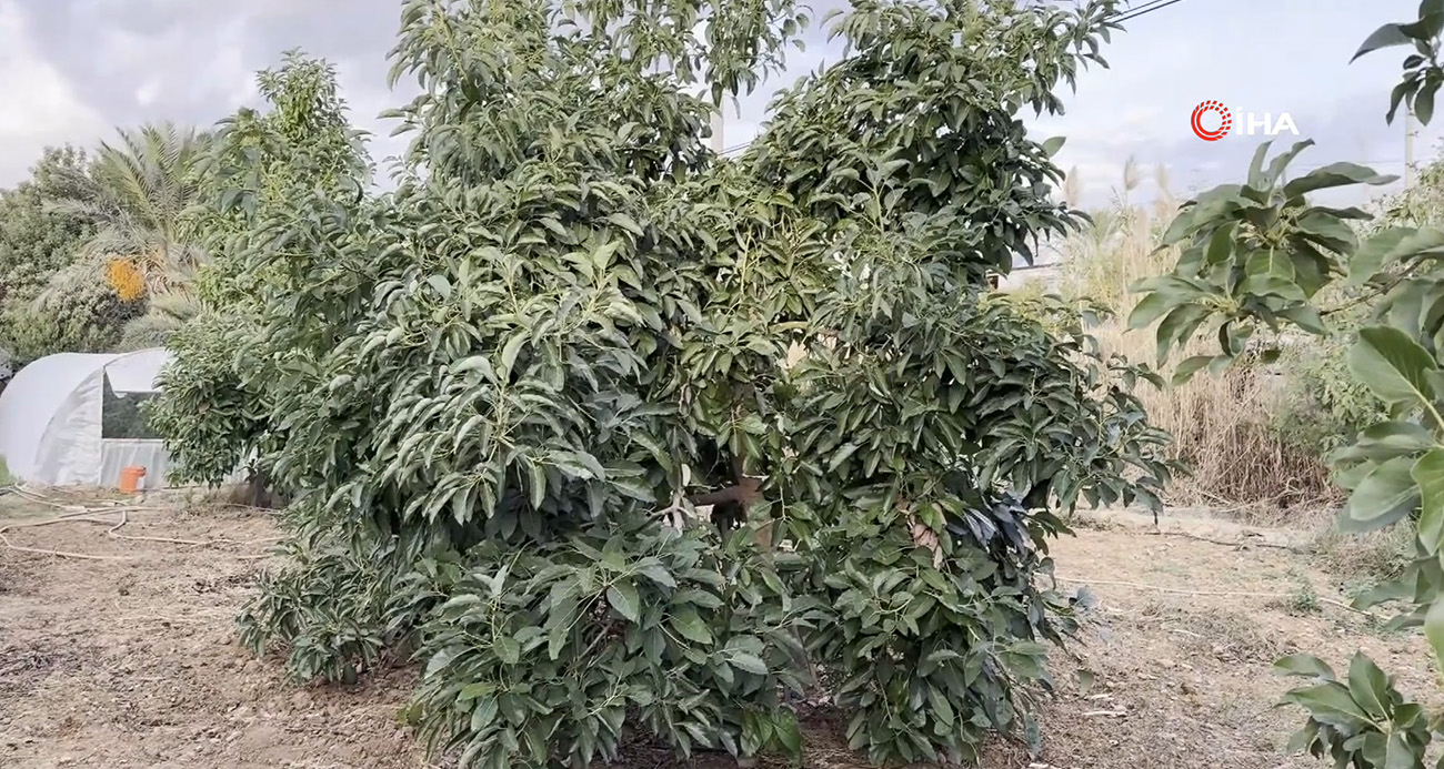 Mersin Bozyazı’da Bahçe Hırsızlıkları: Muz ve Avokado Vurgunu
