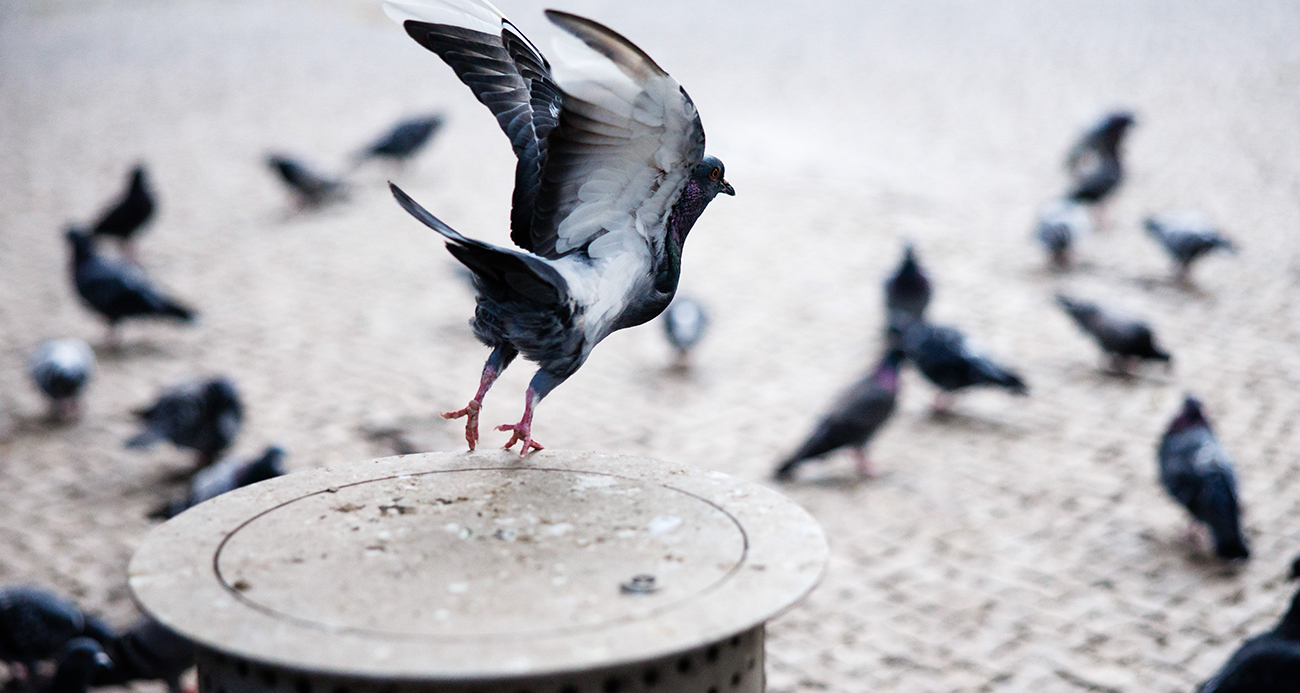 Rusya’da ‘Biyodron’ Projesi: Güvercinler Beyin Çipleriyle Yönlendiriliyor