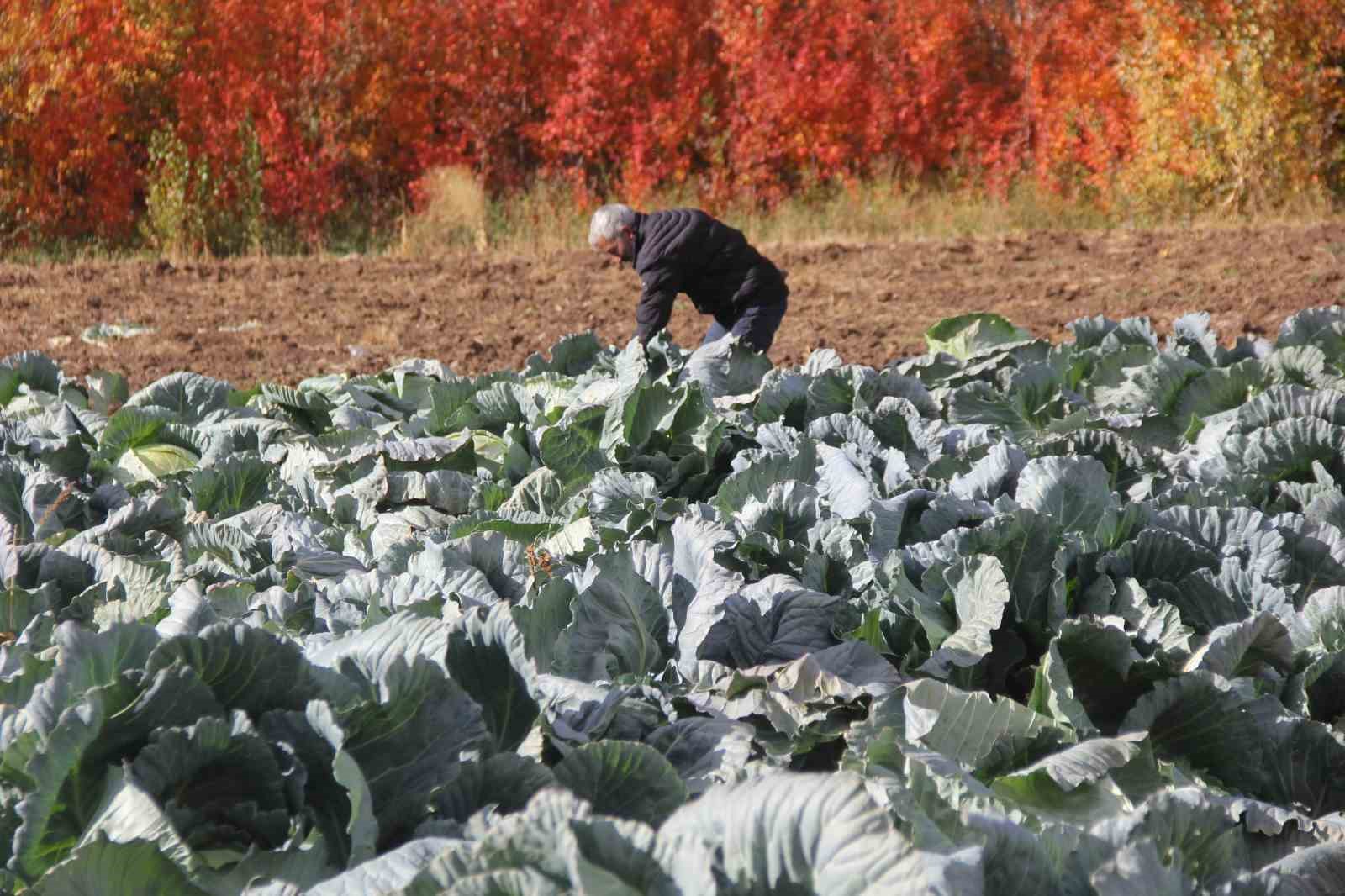Sivas Zara’da Ata Tohumuyla Yetişen Dev Lahanaların Hasadı Başladı
