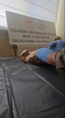 Sivas’ta Kurtarılan Şahin Doğaya Geri Döndü