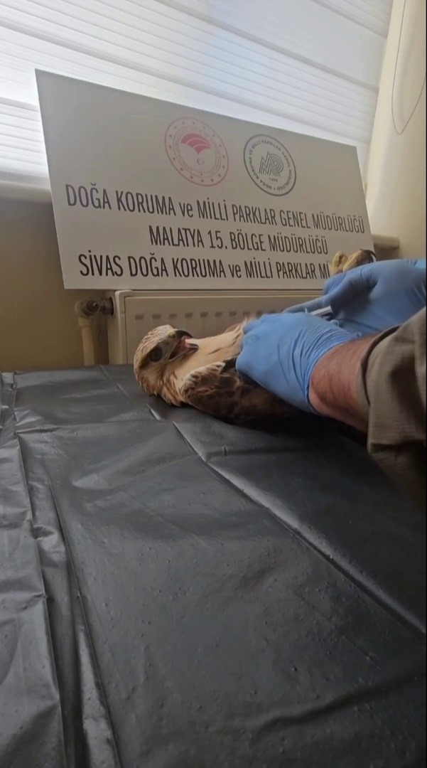 Sivas’ta Kurtarılan Şahin Doğaya Geri Döndü