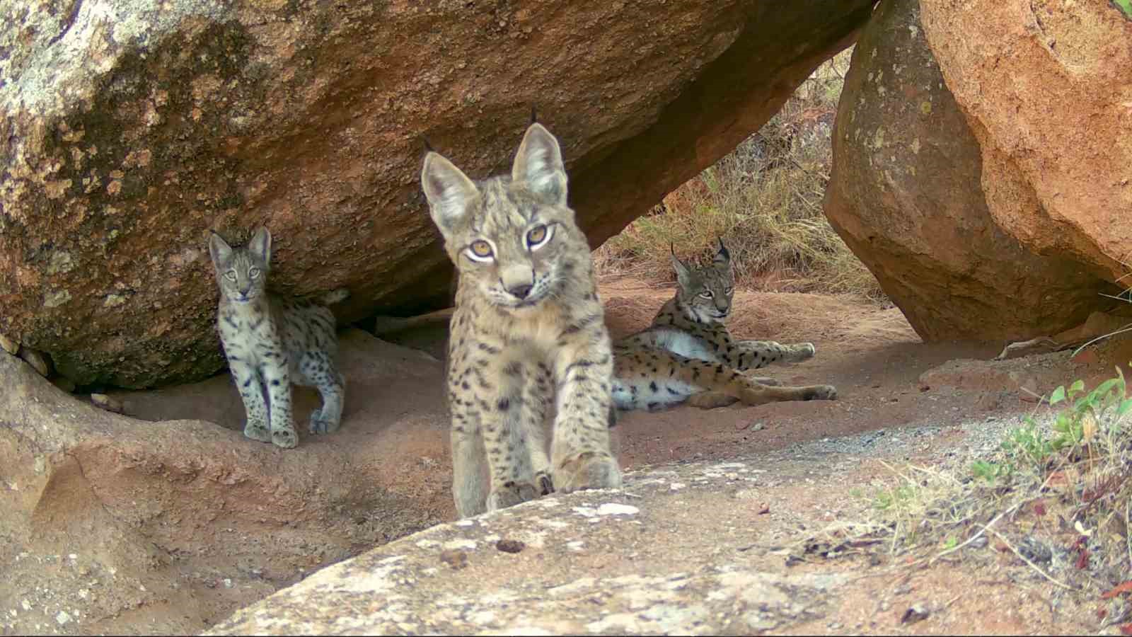 Sivas’ta Nadir Görülen Vaşak Ailesi Fotokapanla Kaydedildi