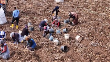 Sivas’ta Patates Hasadı Devam Ediyor: Sezonun Son Ürünleri Toplanıyor