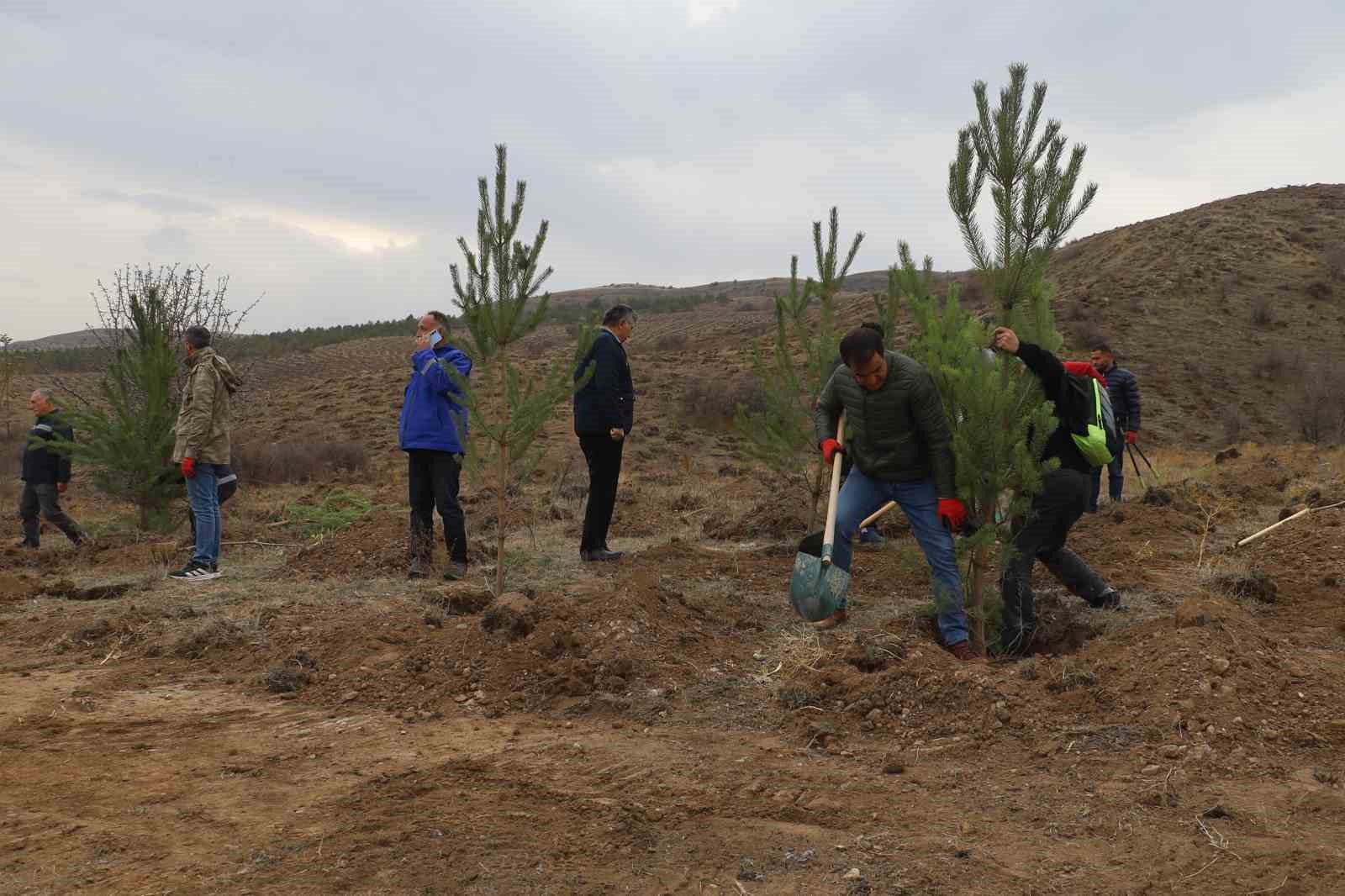 Sivas’ta Yeni Bir Yeşil Alan: 58 Bin Fidan Dikildi