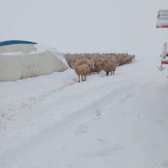 Sivas’ta Yoğun Kar Yağışı Nedeniyle Çadır Çöktü: 8 Koyun Hayatını Kaybetti