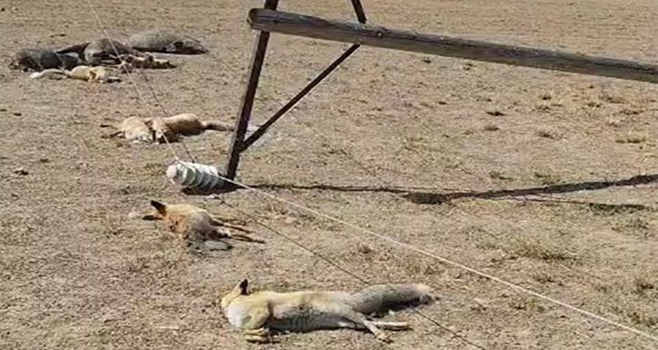 Van Tuşba’da Yaban Hayvanları Felaketi: Enerji Hattı Çökmesi Sonucu Hayvanlar Hayatını Kaybetti