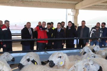 Yıldızeli’nde Koyun ve Koç Dağıtım Heyecanı: Üreticilere Büyük Destek