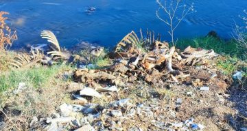 Adana Yüreğir’de Çevre Kirliliği: Dere Yatağına Atılan At ve Eşek Kalıntılarına Mahalleli Tepkisi