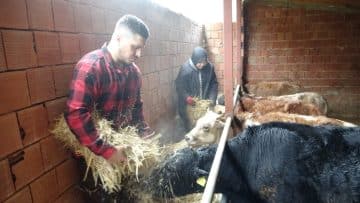 Almanya’dan Memleketine Dönüş Yapan Sivaslı Uğur Gedik, Köyünde Çobanlık Yapıyor