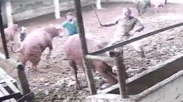 Amasya’da Boğanın Tehlikeli Saldırısı Kameraya Yakalandı