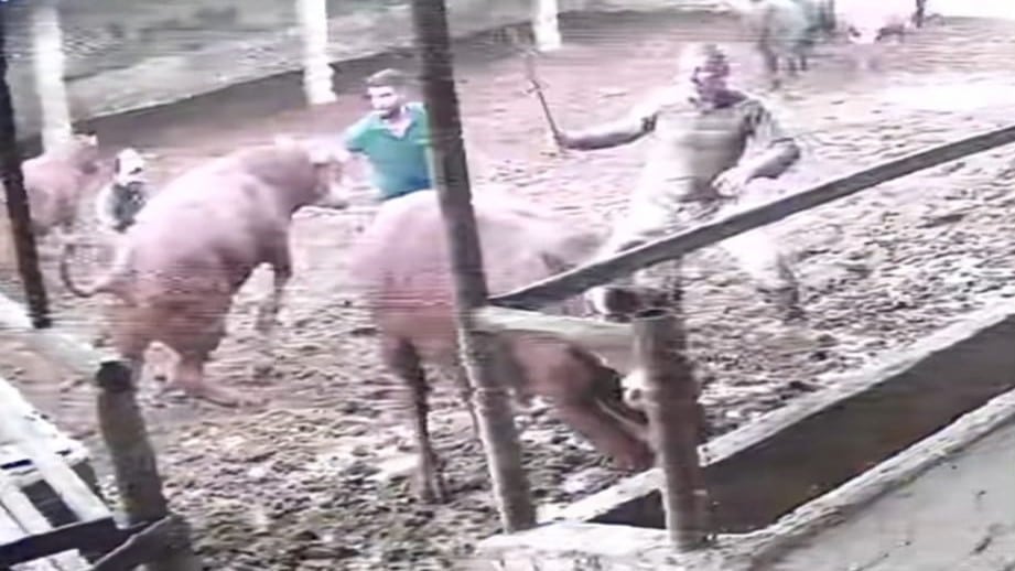 Amasya’da Boğanın Tehlikeli Saldırısı Kameraya Yakalandı