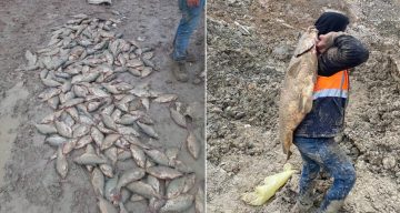 Arnavutköy Bolluca Mavi Göl’de Ekolojik Kriz: Balıklar Çamurda Can Çekişiyor