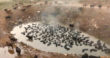 Bitlis’te Mandalara Kaplıca Şöleni