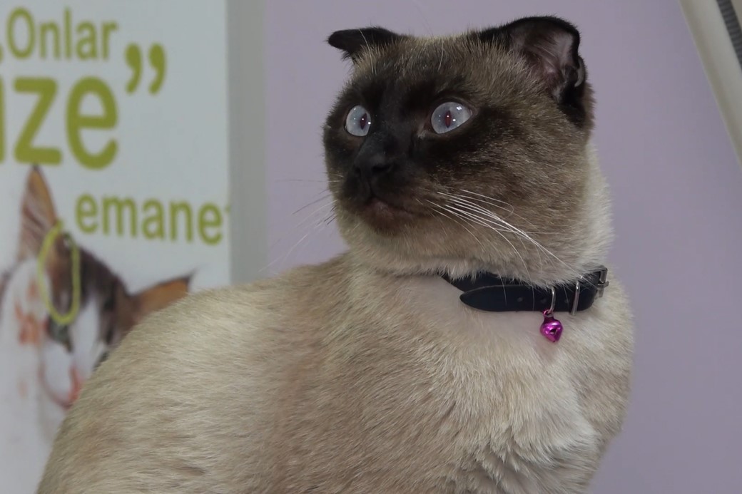 Evcil Hayvan Sahiplerine Mikroçip Takma Zorunluluğu ve Yaklaşan Son Tarih Uyarısı