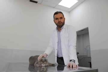 Evcil Hayvanlarda Barış Dönemi: Kedi ve Köpeklerin Dostluğu