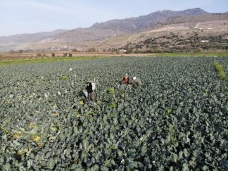 İzmir Menemen’de Brokoli Hasadı: Tarlalardan Tezgahlara ‘Yeşil Altın’ Yolculuğu