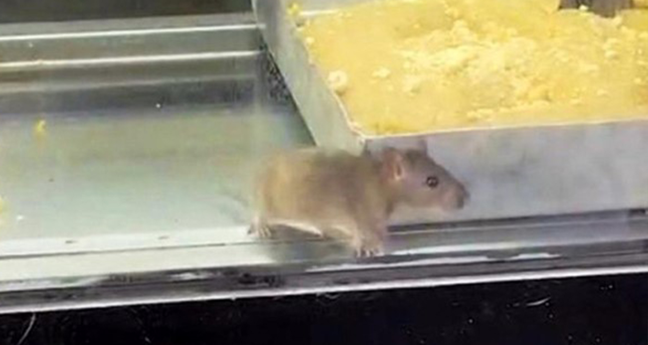 İzmir’de Börekçi Skandalı: Vitrinde Fareler!