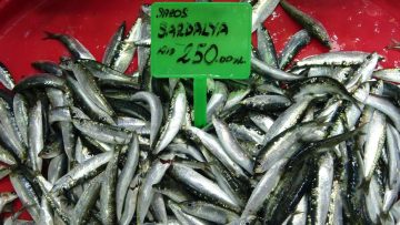 Karadeniz’de Hamsi Bolluğu Nakliye ve Şok Tesislerini Zorluyor