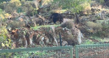 Marmaris’te Yaban Domuzları Şimdi de Mezarlıklara Dadandı