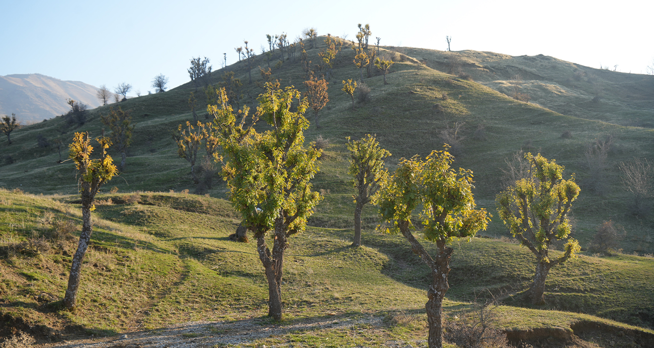 Muş’ta Meşe Ağaçları Kışın Eşiğinde Yeniden Yapraklandı