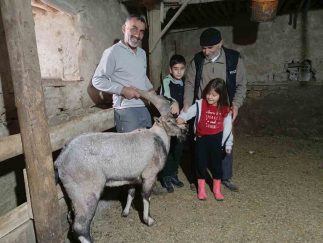 Sivas Gürün’de Yaralı Dağ Keçisine Şefkat Eli