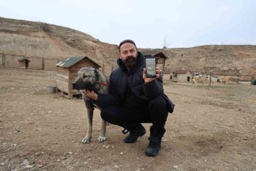 Sivas’ta Kurt Tehlikesi Artıyor: Kurtlar İçin Kangal Köpekleri Önerildi