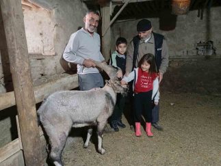 Sivas’ta Yaralı Dağ Keçisi Sağlığına Kavuşarak Doğaya Geri Döndü