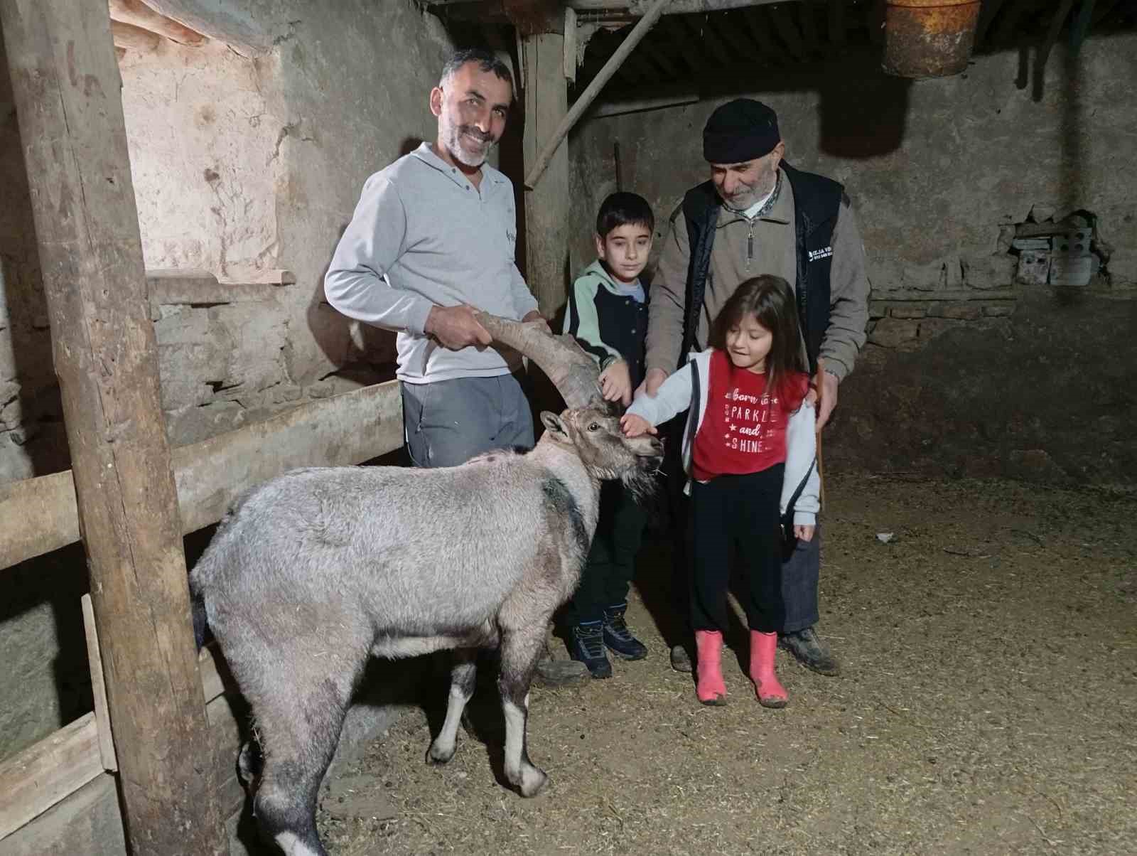 Sivas’ta Yaralı Dağ Keçisi Sağlığına Kavuşarak Doğaya Geri Döndü