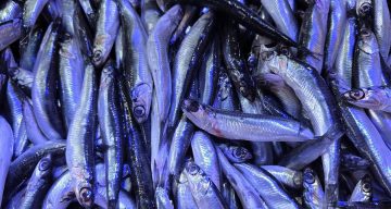 Soğuk Havalarda Hamsi Fiyatları Yükselirken Talep Artıyor