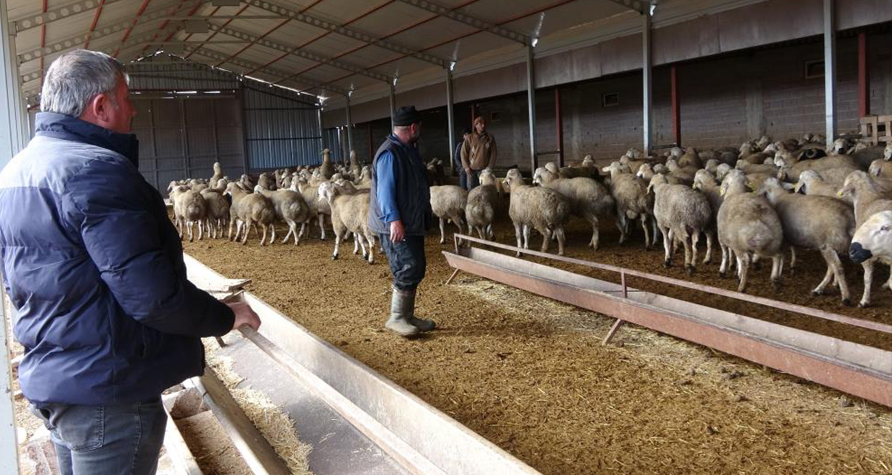 Yozgat’ta Babasının İzinden Giden ve Kendi Sürüsünü Kurmayı Başaran Çobanın Hikayesi