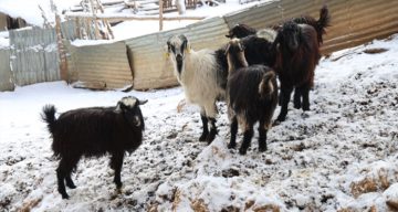 Adana Feke’de Kurt Tehlikesi: Üreticiler Zor Durumda