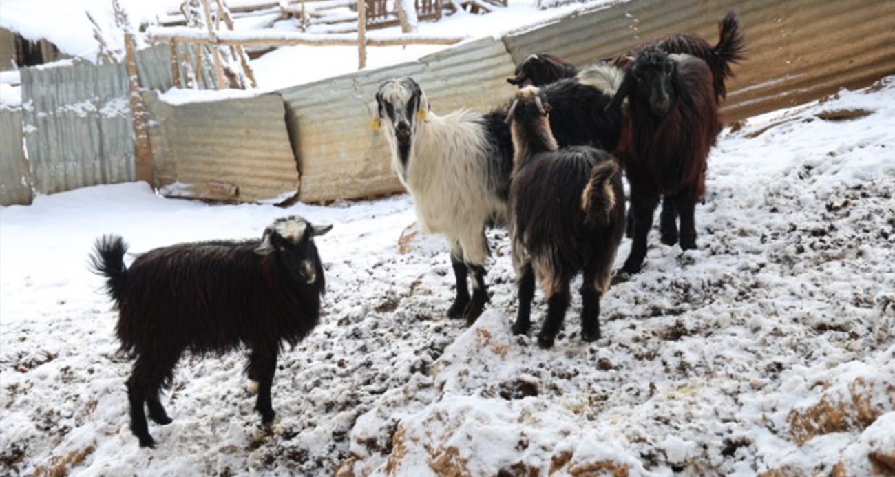 Adana Feke’de Kurt Tehlikesi: Üreticiler Zor Durumda