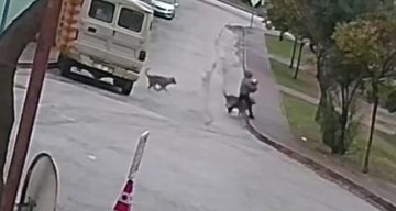 Adana’da Vahşi Hayvan Saldırısı Güvenlik Kamerasında