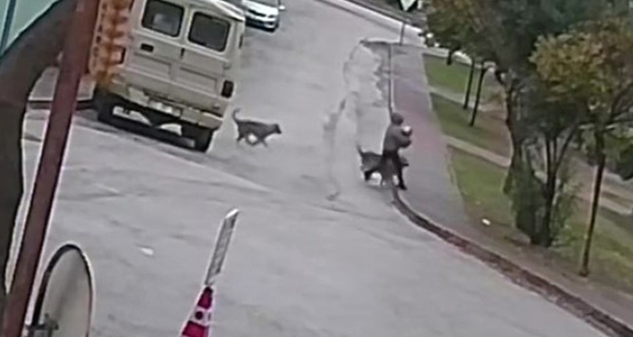 Adana’da Vahşi Hayvan Saldırısı Güvenlik Kamerasında