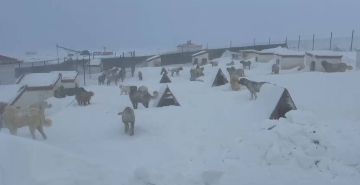 Altınyayla’da Kangal Çiftliği Kar Altında Kaldı