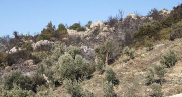 Antalya Serik’te Orman Yangını: 2 Hektarlık Alan Kül Oldu