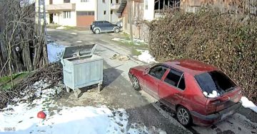 Bolu’da Sokak Köpeğine Çarpan Sürücü Yakalandı