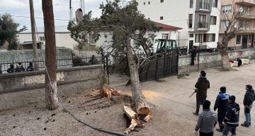 Bursa İznik’te Şiddetli Lodos Okul Bahçesine Dev Çam Ağacını Devirdi