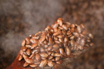 Elazığ’dan Yenilikçi Lezzet: Türk Kahveli Badem Şekeri